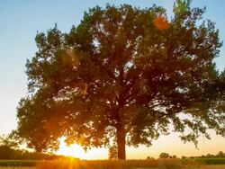 HD TIME-LAPSE: Tree At Sunrise Stock Footage