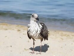 Tired wet seagull - HD, NTSC Stock Footage