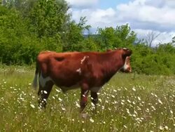 calf stands on lush meadow Stock Footage