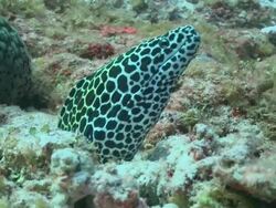 Blackspotted Moray (Gymnothorax favagineus) being cleaned by Bluestreak Cleaner Wrasse (Labroides dimidiatus), CU, Vaavu Atoll, The Maldives Stock Footage
