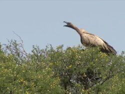 MS Avulture sitting on tree / Kalahari, Northern Cape, South Africa  Stock Footage