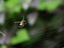 Spider Building a web Stock Footage
