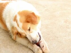 Cute dog eating bone Stock Footage