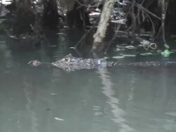 Caiman between the vegetation Stock Footage
