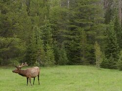 WS  shot of a massive bull elk (Cervus canadensis) in velvet at dawn Stock Footage