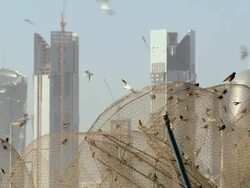 MS Shot of Birds flying and congregating around metal mesh in port area with city skyline / Doha, Qatar Stock Footage