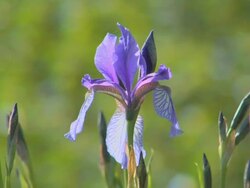 Iris Stock Footage