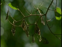 MS grey butterflies on branch, some flying in background, Western Ghats, India Stock Footage