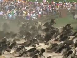WS Wild horse race at Meerfelder Bruch / Dulmen, North Rhine Westphalia, Germany Stock Footage