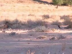Cheetahs feeding on their killed Springbok Stock Footage