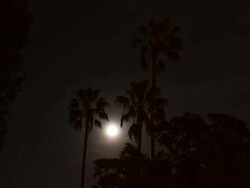 WS T/L View of Moon and palm trees / Los Angeles, California, United States Stock Footage