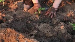 Farm worker planting seedlings of pepper Stock Footage