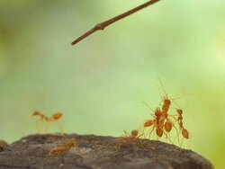 harmony ant Stock Footage