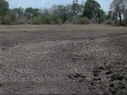 Parched Earth - MS pan right to left across dried up water pool, tree background, Mana Pools, Zimbabwe Stock Footage