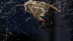 A black widow spider attacks a moth trapped in its web. Stock Footage
