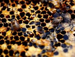 bees and hives Stock Footage