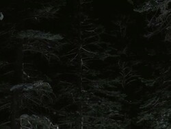 MS SLO MO Snowmobile jumping in snow covered forest / Mammoth Lakes, California, USA Stock Footage