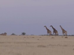 WS View of giraffe and zebra on savanna / Lindberg, North west, South Africa Stock Footage