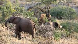 Elephants in Safari at Wild Stock Footage