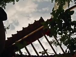 Flora Timelapse Stock Footage