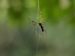 Spyder 004 Stock Footage