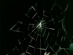 T/L Garden Spider spins orb web to completion, black background Stock Footage