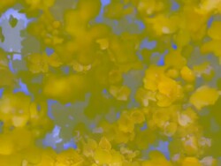 FLOWERS : yellow close-up (LOOP) Stock Footage