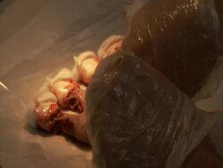 Gloved hands dissecting line of skinned white mice in lab, Royan Institute, Esfahan, Iran (sound available) Stock Footage