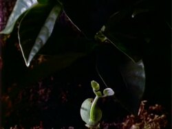 T/L Dipteryx seedling growth, natural background, Panama. Stock Footage