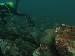 School of damselfish swimming on the reef Stock Footage