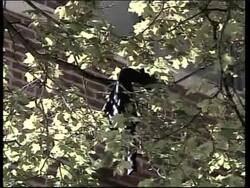 Fire in apartment kills six children News Clip