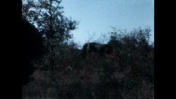 Elephant and Giraffe in Kruger Park Stock Footage