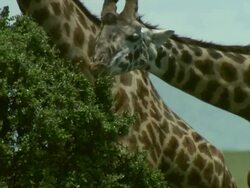 Medium Close Up - A herd of giraffes forages on a treetop / Kenya Stock Footage