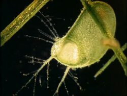 Bladderwort catching Daphnia Stock Footage