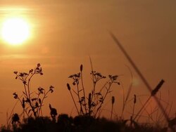 Sunset and Grass Stock Footage