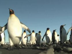 MS, CU, LA, King penguins (Aptenodytes patagonicus) walking on pebbles, South Georgia Island, Falkland Islands, British overseas territory Stock Footage