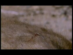 BCU Healing wound on Spotted Hyena (Crocuta crocuta), Botswana Stock Footage