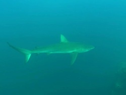 Galapagos shark sea, Mexico  Stock Footage