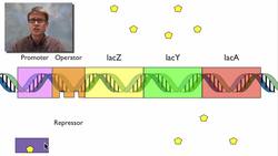 Operon Instructional Video