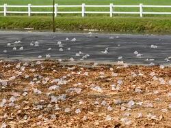 Tabebuia blossoms along a road Stock Footage