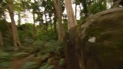 Lush foliage covers the forest floor. Stock Footage