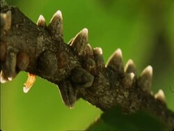 CU Red ants crawling along branch feeding, Botswana, Africa Stock Footage