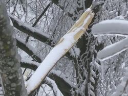 Devastation In Forest After A Sleet Storm Stock Footage