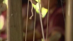 Women operate looms in a rug-making plant. Stock Footage