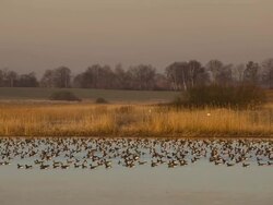 Rest on the water - goose Stock Footage