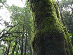 panning : big tree on rain seasons Stock Footage