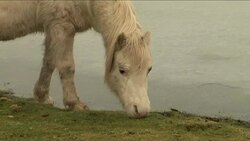Welsh mountain pony threatened with extiction due to economic downturn Instructional Video