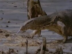 MCU Pan left, Water Monitor Lizard walking through mangrove swamp, India Stock Footage