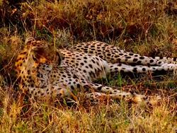 MS Cheetahs laying down in shaded grass / Masai Mara, Kenya Stock Footage