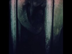 SYND 14-1-73 FIRST SECOND GENERATION ELEPHANT BORN IN OREGON News Clip